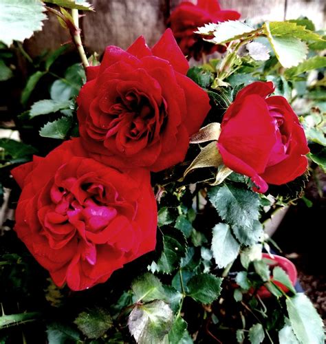 Rose Canadian Shield Falk Nurseries