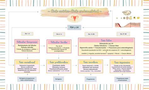 Ciclo Ov Rico Ciclo Endometrial Dianocito Rouleaux Udocz