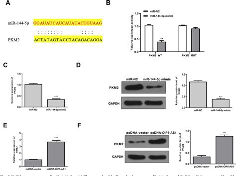 Figure 4 From Lncrna Oip5 As1 Reduces Renal Epithelial Cell Apoptosis