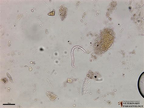 Aelurostrongylus Sp Roundworm Monster Hunters Guide To Veterinary Parasitology