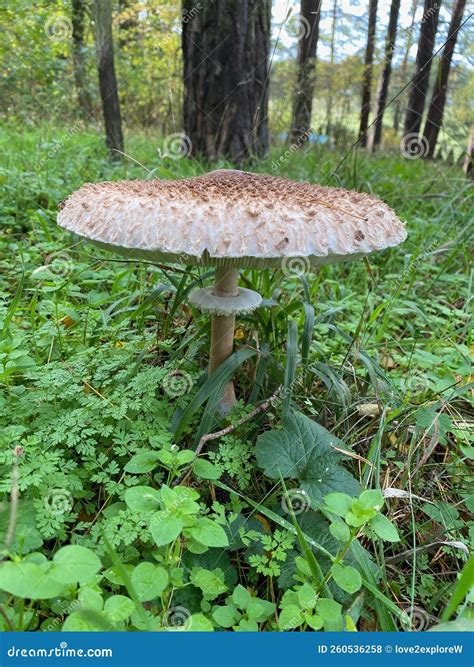 Giant Parasol Mushroom Stock Photo Image Of Nature