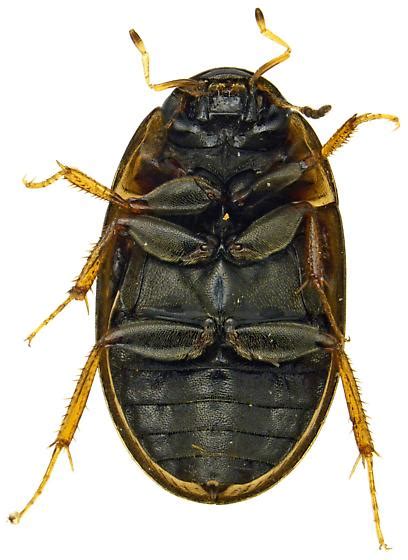 Enochrus Enochrus Bugguidenet