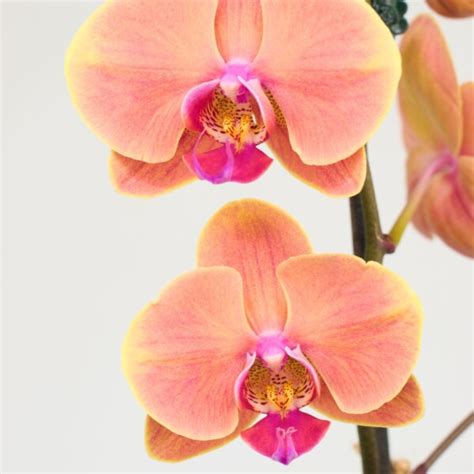 Orquídea Naranja Phalaenopsis