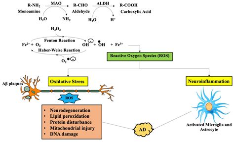 Molecules Free Full Text Role Of Monoamine Oxidase Activity In