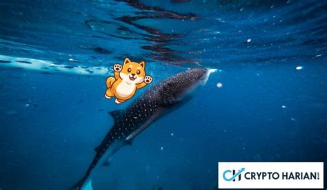 Pasca Tidak Aktif Kini Whale Shiba Inu Tampak Mulai Bergerak