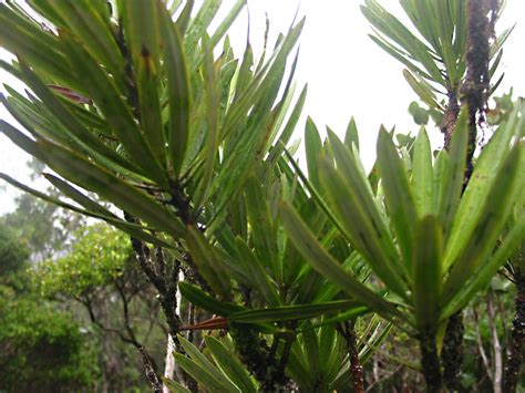 Podocarpus Podocarpaceae Image At Phytoimages Siu Edu