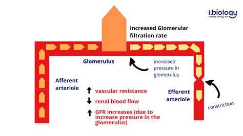 Glomerular Filtration Rate But Easier To Understand Interactive