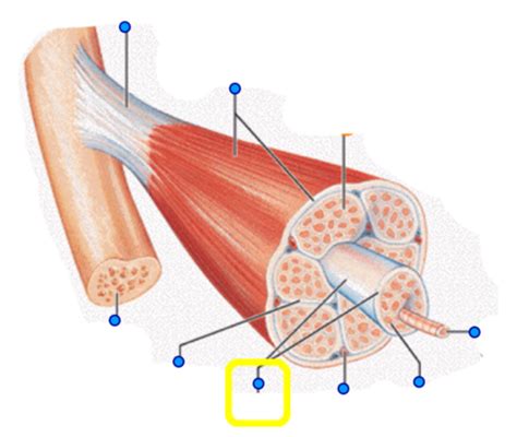 06 3B3 U6P1 PART B Microscopic Anatomy Of Skeletal Muscle Flashcards