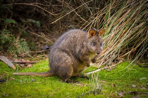 Tasmanian Pademelon