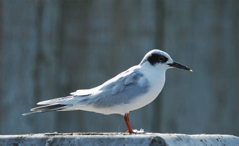 Forster's Tern - Owen Deutsch Photography