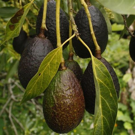 Carmen Hass Avocado Tree Stark Bro’s