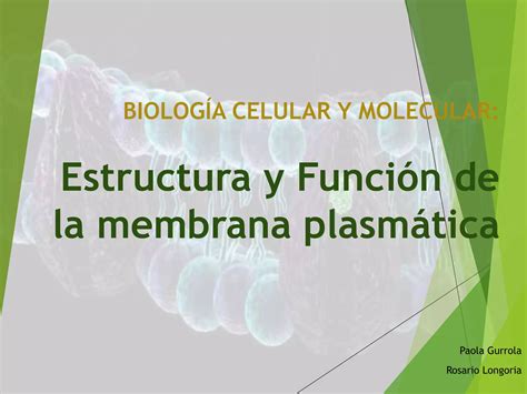 Estructura Y Funci N De La Membrana Plasm Tica Ppt