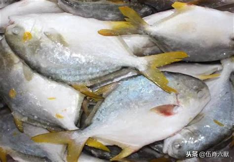 六獸說三農：金鯧魚的正確養殖方法，如何科學有效加強營養 每日頭條