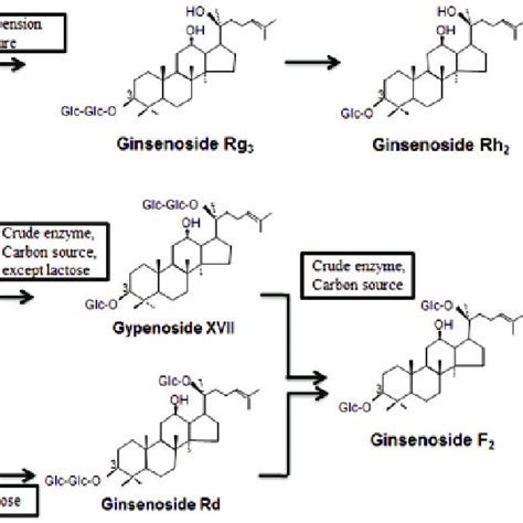 The Conversion Pathway Of Ginsenoside Rb1 Using Crude Enzyme Strain