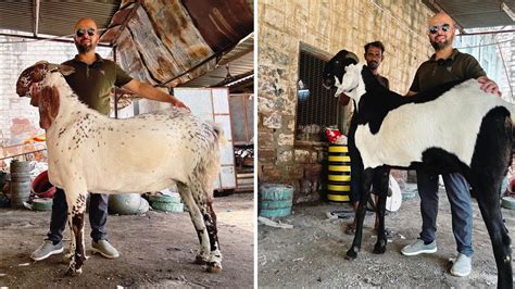 Biggest And Heaviest Self Feeding Bakra In India Heaviest Makhi