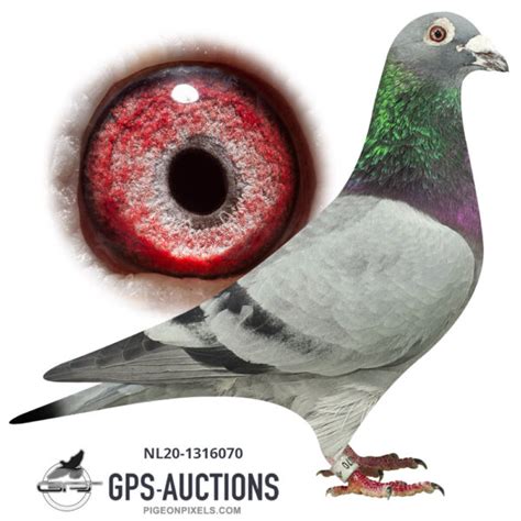 Belgium Speed Pigeons Part 1 GPS Auctions