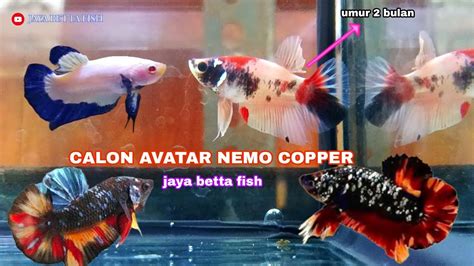 IKAN CUPANG AVATAR NEMO COPPER VIRAL 2024 PROSES MUTASI UMUR 2 BULAN