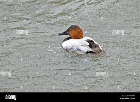 A Canvasback Duck Stock Photo - Alamy