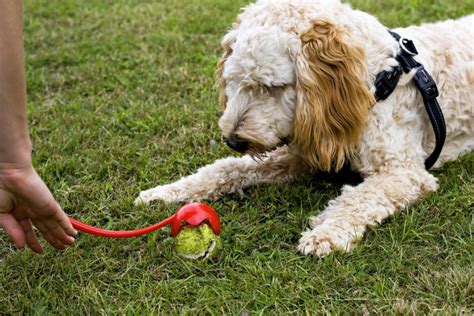how to stop dog barking when left alone