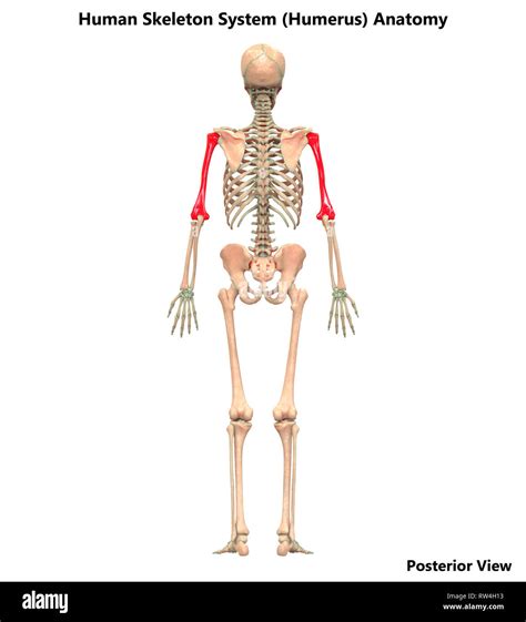 Human Skeleton System Anatomy Posterior View Stock Photo - Alamy