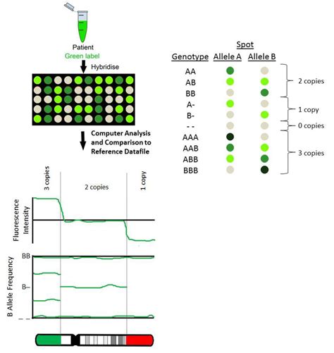 Jcm Free Full Text Microarray Technology For The Diagnosis Of Fetal