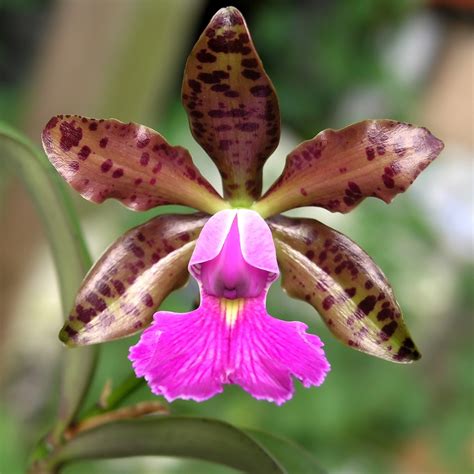 cattleya cattleya flower leaf care  picturethis