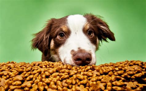 Best Food For Dogs: The Ultimate Guide For Dog Owners ...