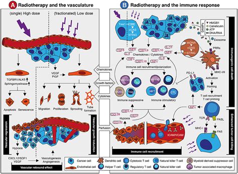 Frontiers Combining Radiotherapy With Anti Angiogenic Therapy And