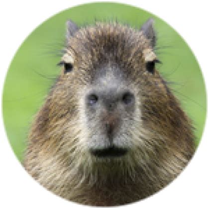 Capybara Roblox