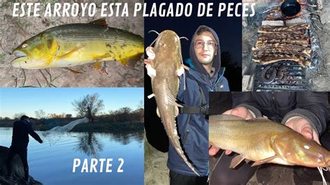 Pesca Y Cocina En Este Arroyo Lleno De Peces Muchisimo Pique En Este