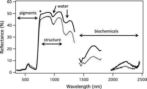 Canopy Reflectance Spectra For Deciduous Poplar Populus Balsamifera