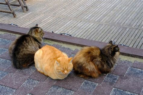 Tres Gatos Dos Oscuros Y Uno Rojo Se Sientan Uno Al Lado Del Otro