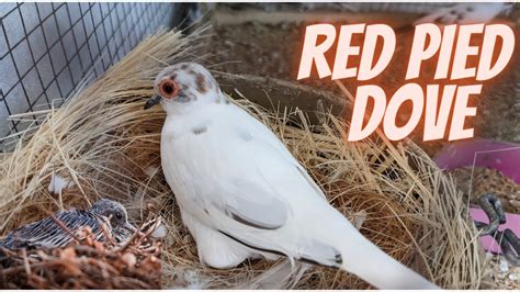 Red Pied Dove Breed Dove Mutation In Pied YouTube