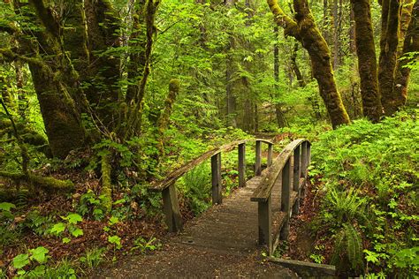 Path Into The Woods Photograph By Andrew Soundarajan