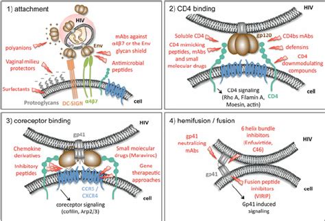 HIV-1 entry and its inhibition. The important molecules mediating HIV-1 ... 