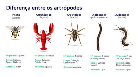 Os diferentes tipos de insetos e suas interações o ambiente