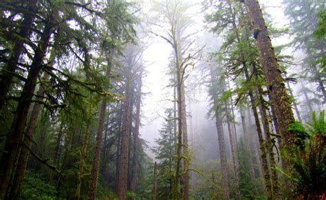 Youll Be Blown Away By 6 These Amazing State Forests In Oregon State