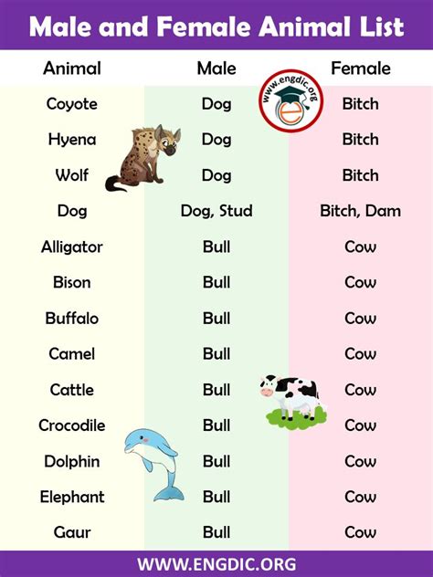 Male and Female names of Animals Pdf | Pet names, Animals, Male and