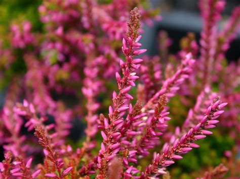 Sommerheide Besenheide Bonita S Calluna Vulgaris Bonita S