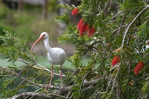 Ibis Bird Florida - Free photo on Pixabay