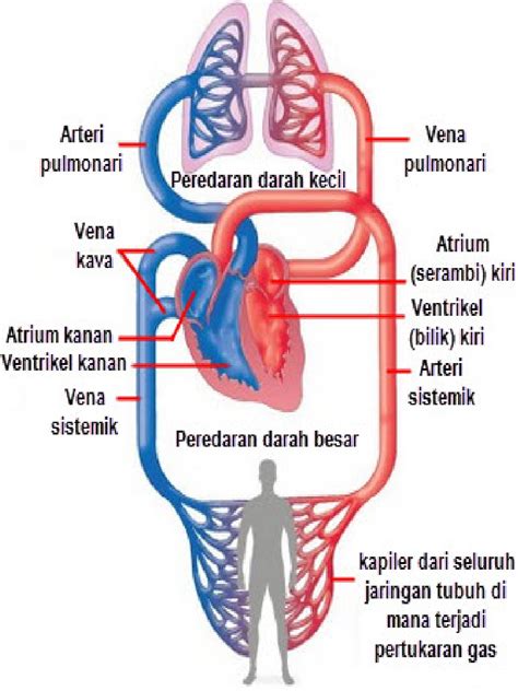 Sistem Peredaran Darah Untuk Kelas 5 Sd Ilmu Pengetahuan Alam