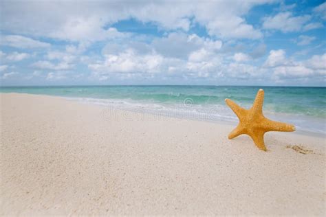 Estrela Do Mar Na Praia Dourada Da Areia As Ondas Na Luz Macia Do