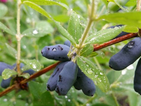 Jagoda Kamczacka Lonicera Caerulea Var Kamtschatica Zielona Sklep