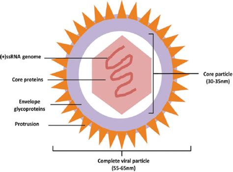 Hepatitis C Virus Diagram