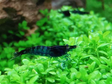 Neocaridina Blue Diamond Poisson