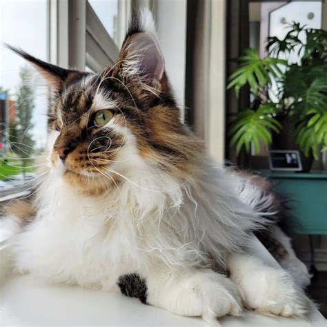 31 Calico Maine Coon Cats That Deserve An "Awww" - MaineCoon.org