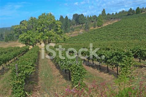Hillside Vineyard Stock Photo – Royalty-Free Images | FreeImages