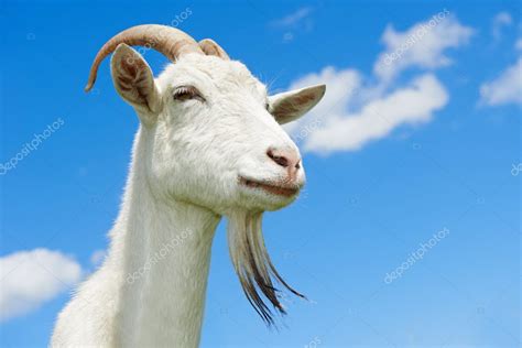 Goat With Horn At Green Pasture — Stock Photo © Kalinovsky 11133127