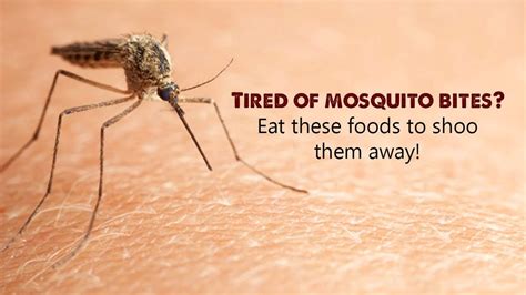 What Do Mosquitoes Eat And Eats Mosquitoes Outside Human Sky Insects