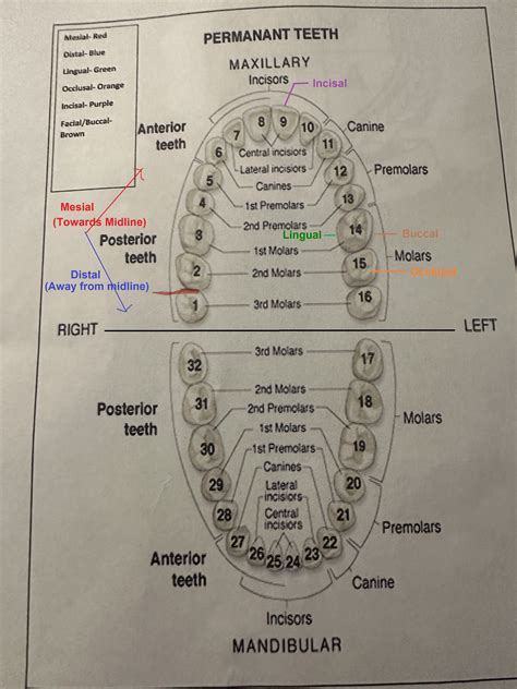 [Solved] . Mesial- Red PERMANANT TEETH Distal- Blue Lingual- Green